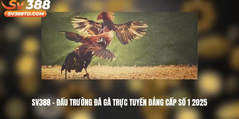 Đá gà SV388 - điểm đến lý tưởng cho các tín đồ