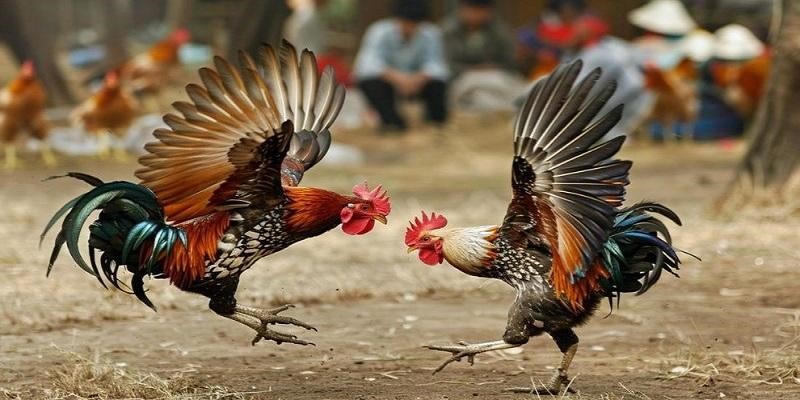 Môn cá cược hấp dẫn đá gà cựa sắt SV388